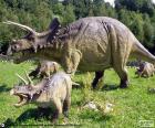 Triceratops otçul, üç boynuzları olan büyük bir kafası, bir burun ve gözler yukarıda iki büyük boynuzları ile